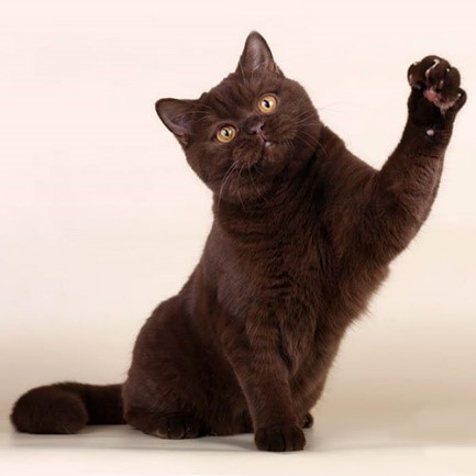Британская короткошёрстная кошка шоколадного окраса